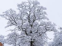 Blick zu mächtiger, schneebedeckten Eiche an der Zellerhornstraße - Aschau